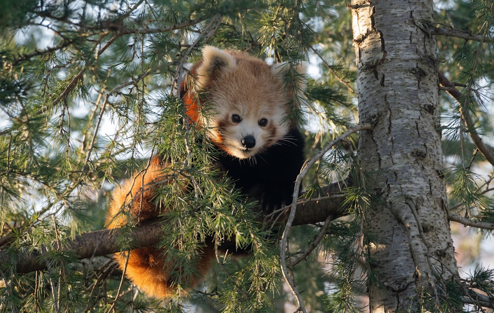 a red panda cub in a pine tree