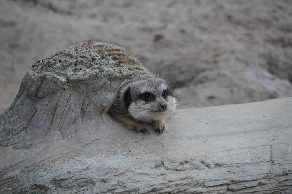 a meerkat sitting on top of a tree branch