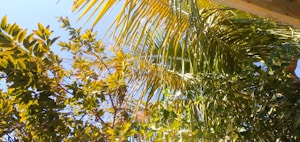 The Boy Who Became Dragon