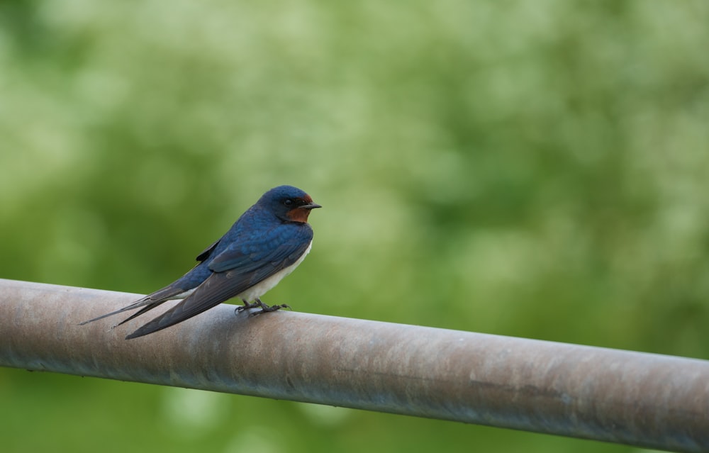 a small blue bird sitting on top of a metal pole