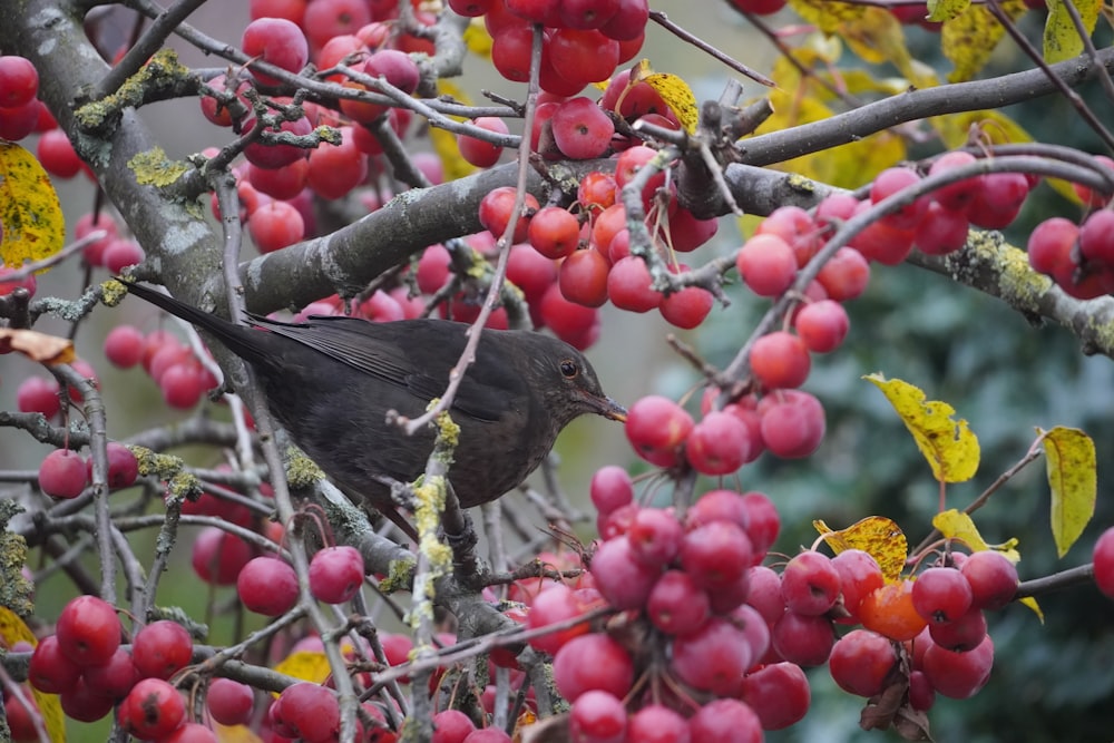 a small bird sitting on a branch of a tree