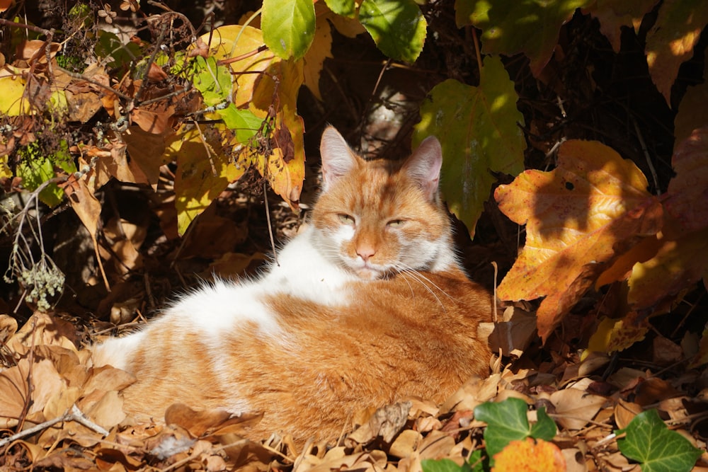 an orange and white cat laying on top of leaves