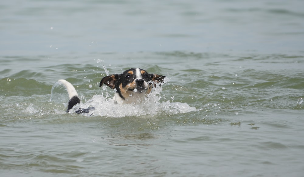 a dog swimming in the ocean with a frisbee in its mouth