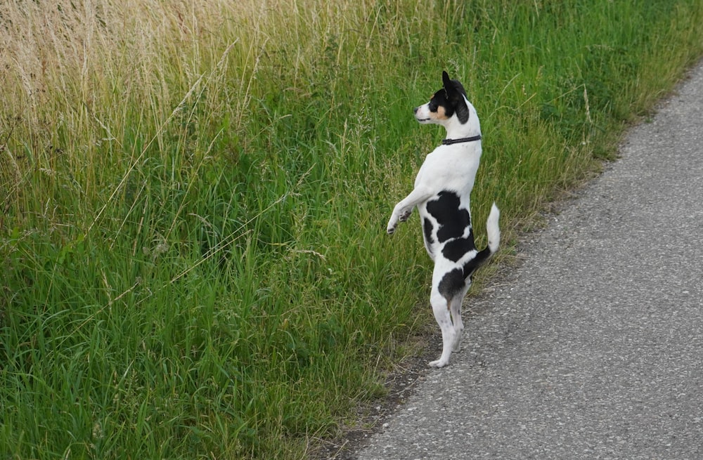 a black and white dog standing on its hind legs