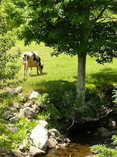 A black and white cow grazing on a lush green pasture. The scene is shaded by a large, leafy tree and surrounded by rocks and a small stream. The sunlight filters through the leaves, creating dappled patterns on the grass.