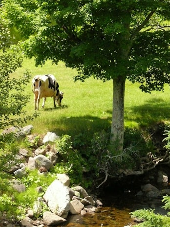 A black and white cow grazing on a lush green pasture. The scene is shaded by a large, leafy tree and surrounded by rocks and a small stream. The sunlight filters through the leaves, creating dappled patterns on the grass.