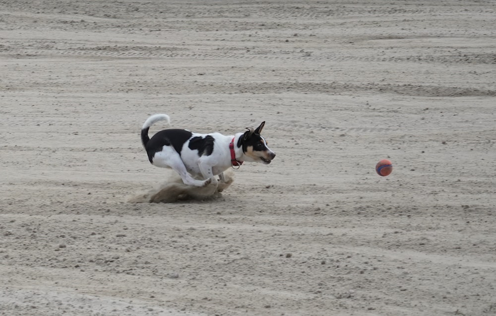 a black and white dog chasing a ball in the sand