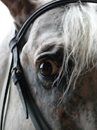 Close-up of a thoroughbred horse receiving expert veterinary attention.