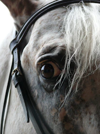 Close-up of a technician carefully inseminating a horse with precision.