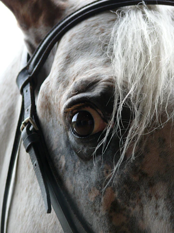 Close-up of a technician carefully inseminating a horse with precision.