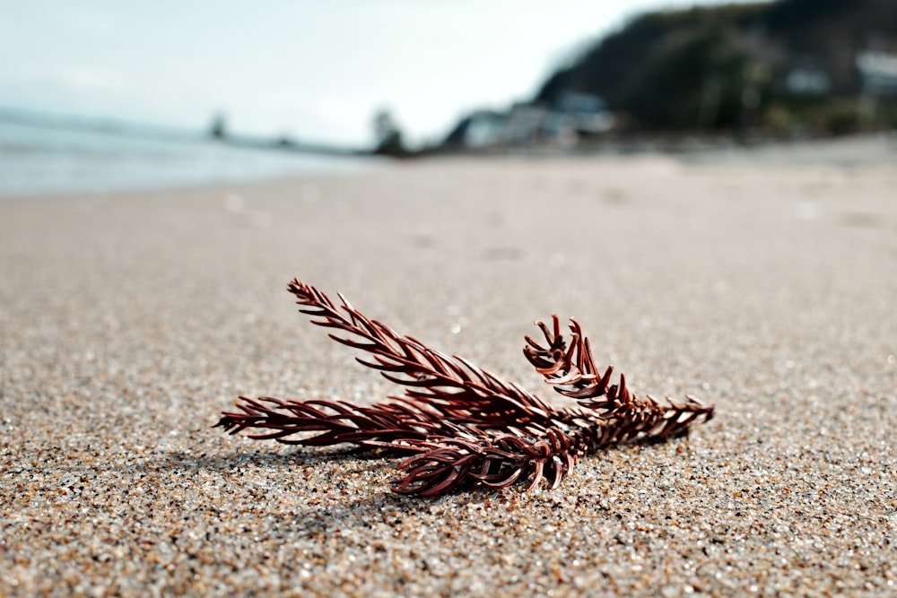 a close up of a plant on a beach