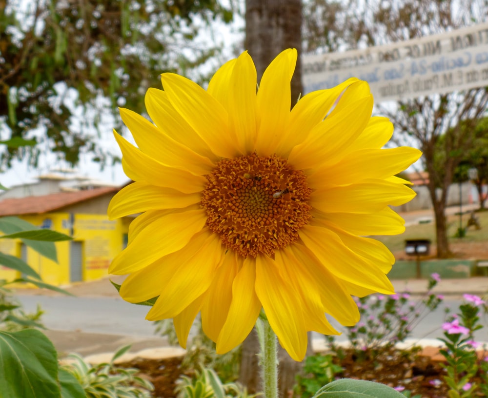 a large yellow sunflower in a garden