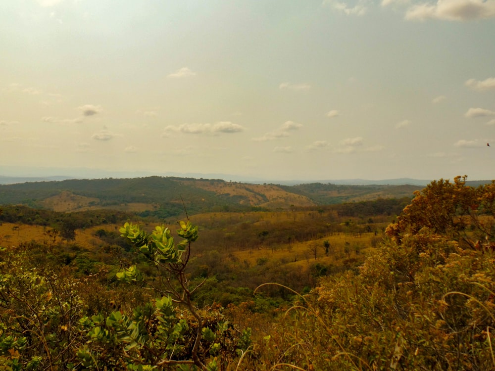 a view of a lush green valley surrounded by trees