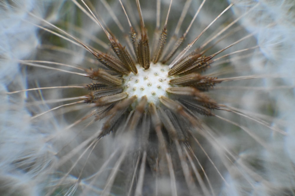 a close up view of a dandelion flower