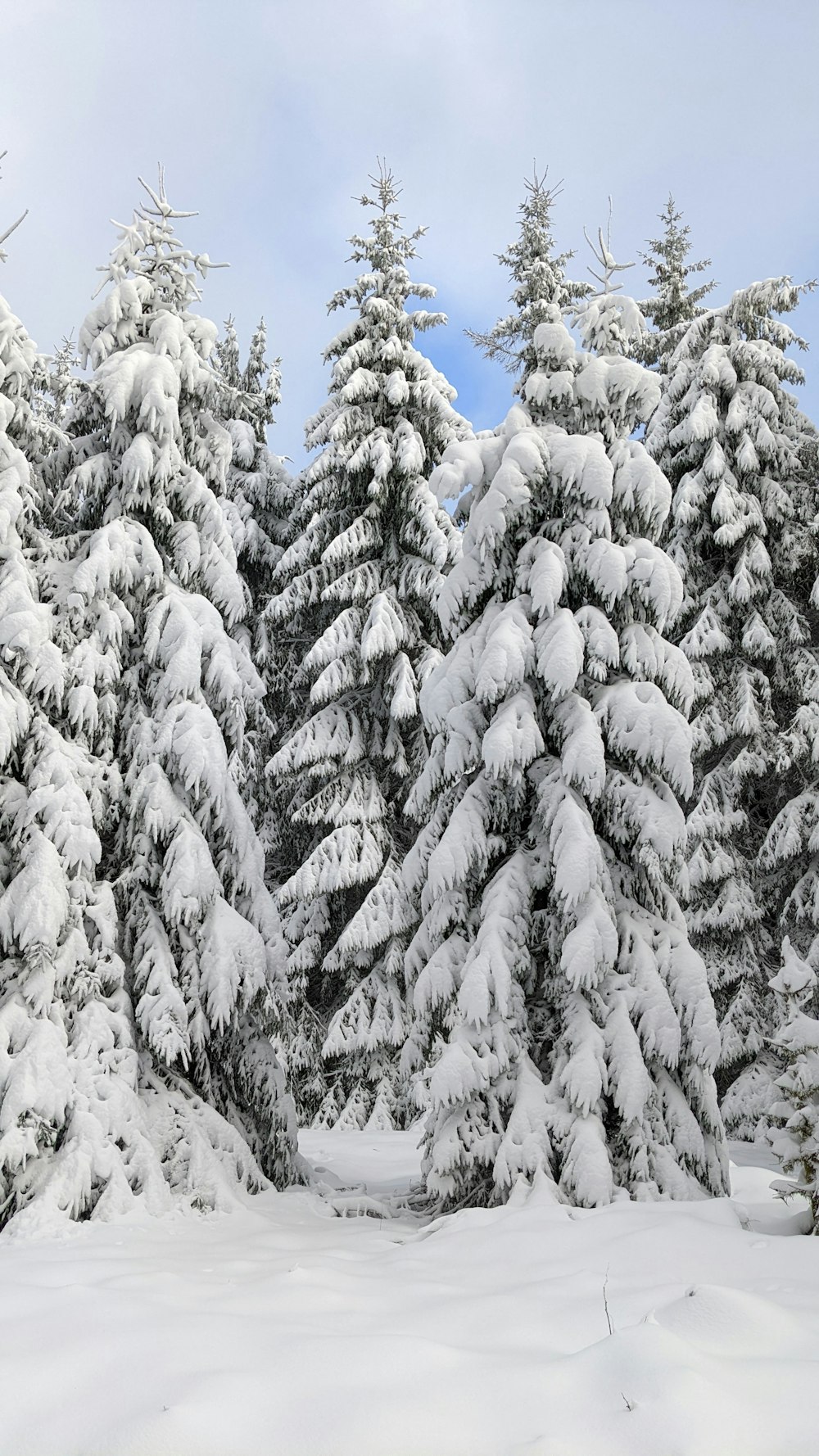 a group of pine trees covered in snow