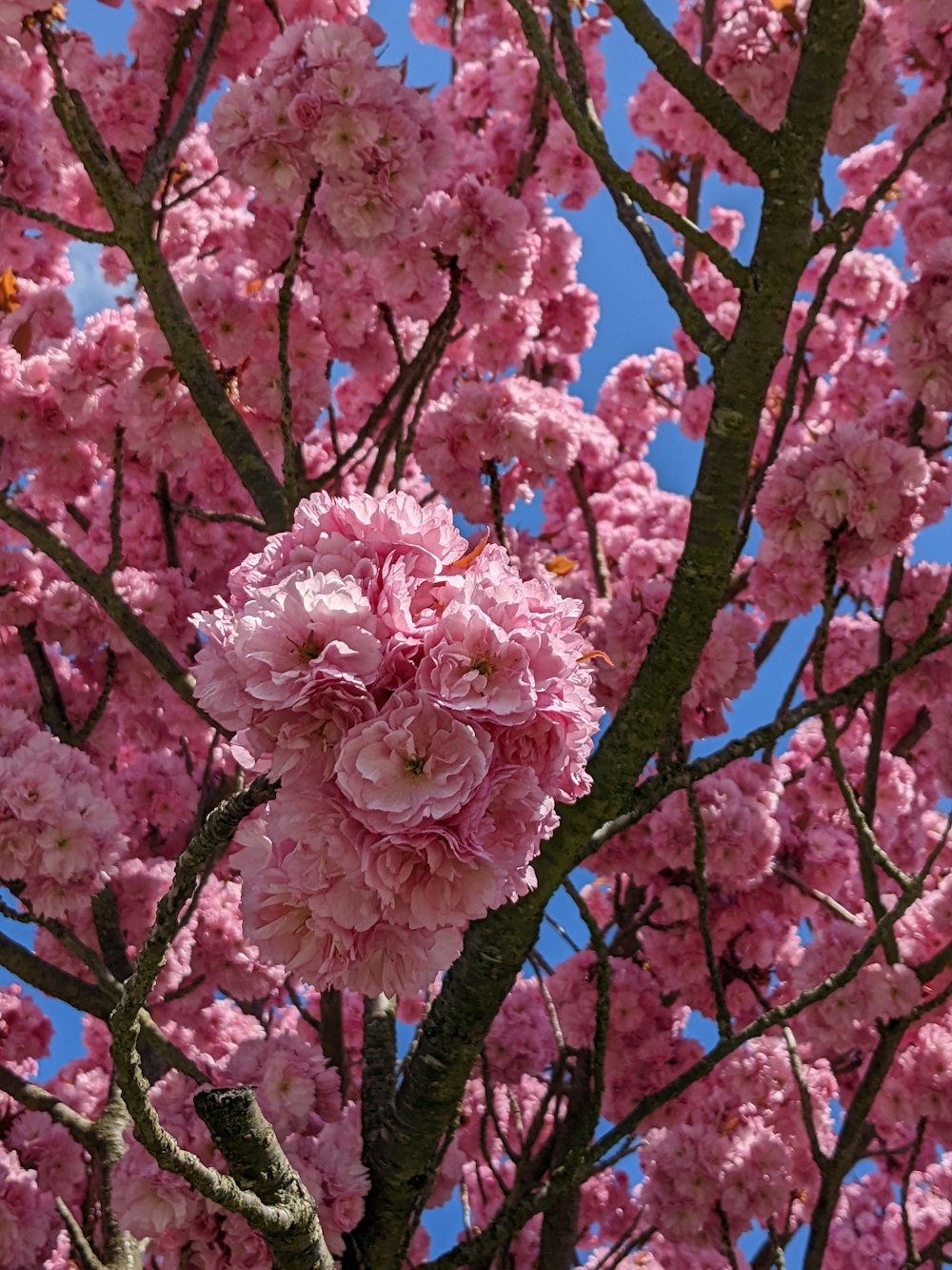 a tree with lots of pink flowers on it