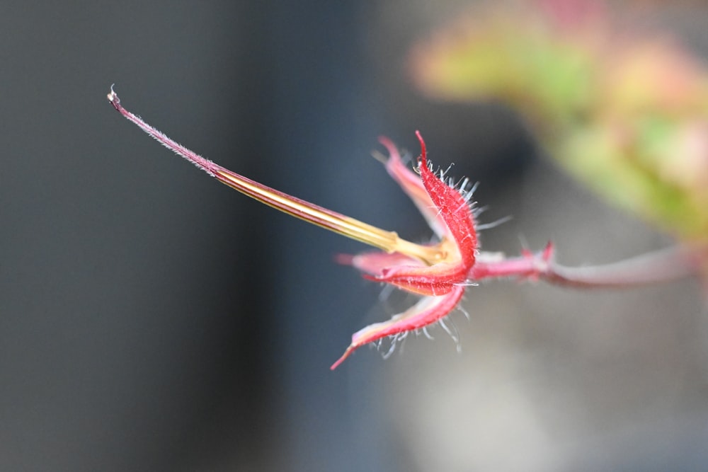 a close up of a flower with a blurry background