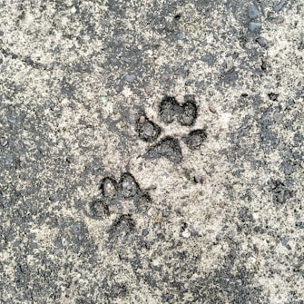 Paw prints imprinted on a rough, textured concrete surface.