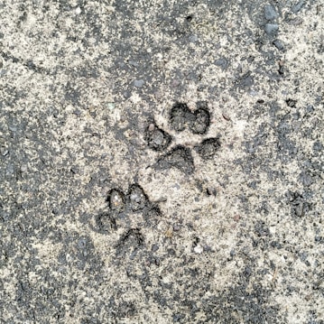 Paw prints imprinted on a rough, textured concrete surface.