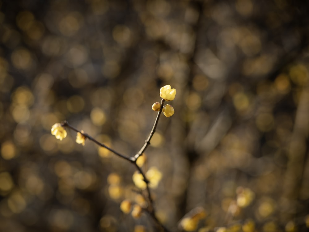 a small branch with yellow flowers on it
