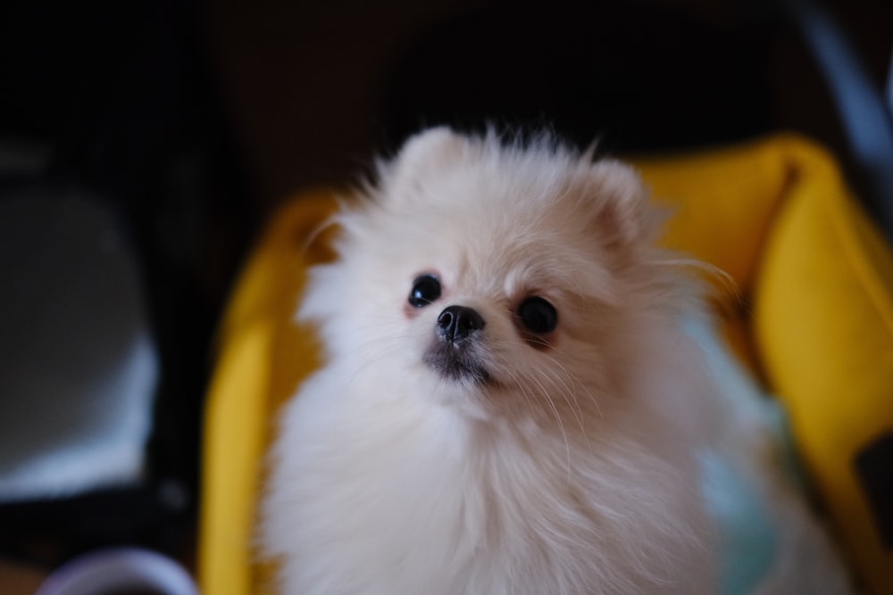 a small white dog sitting in a yellow basket
