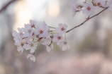 A delicate digital painting of a blooming cherry blossom branch in soft pinks and creams.