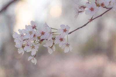A delicate digital painting of a blooming cherry blossom branch in soft pinks and creams.