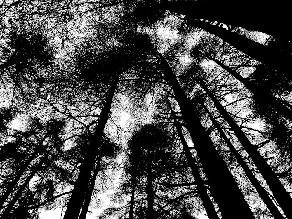 a black and white photo of tall trees