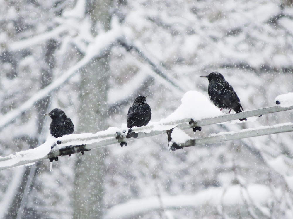 a group of birds sitting on a wire in the snow