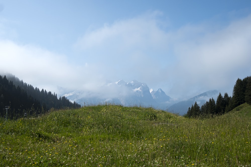 a grassy field with a mountain in the background