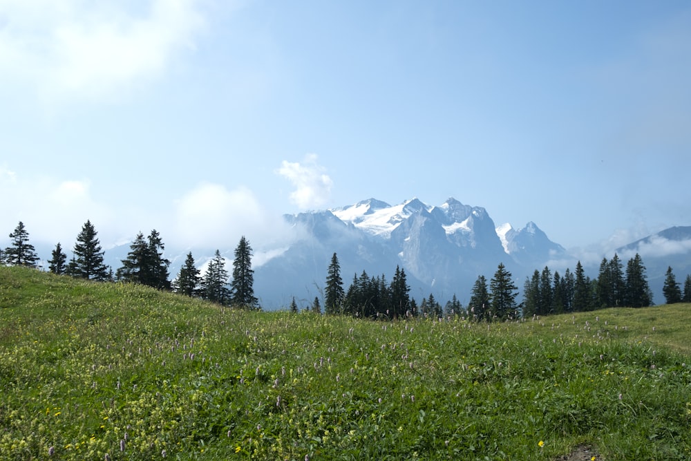 a grassy field with trees and mountains in the background