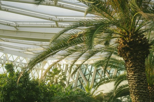 A lush, green indoor area filled with tall palm trees and other tropical plants. The background features a modern, glass and steel architectural structure with large, transparent panels allowing natural light to flood in.