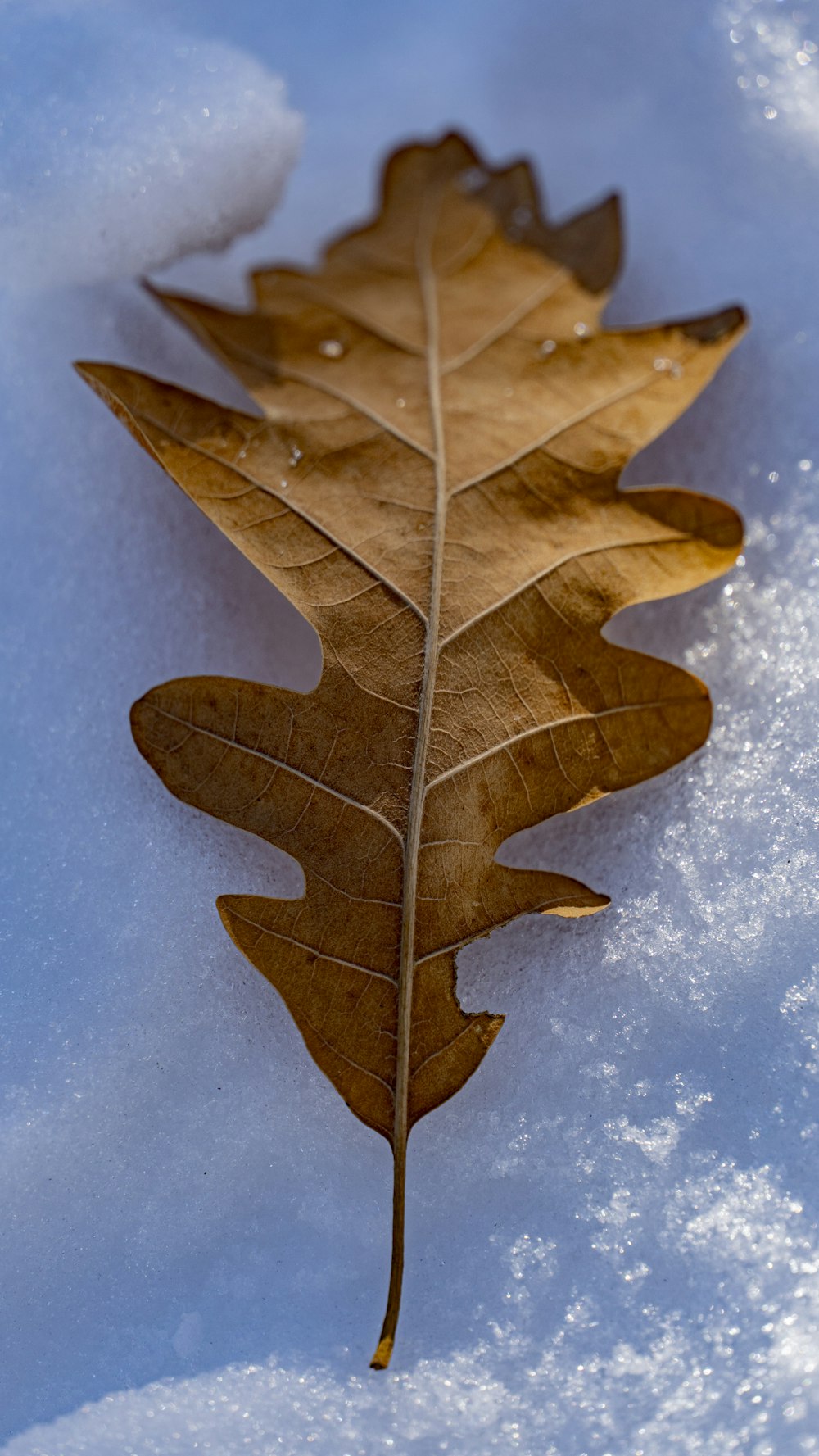 a leaf laying on top of snow covered ground
