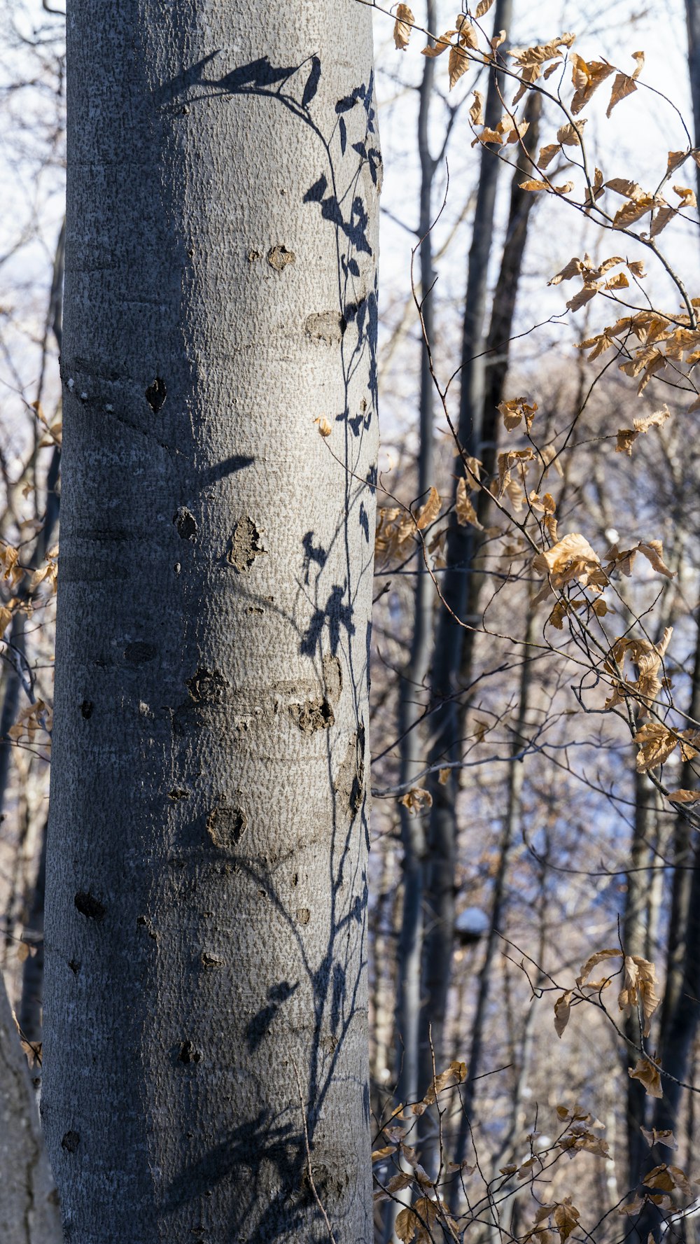 a tree trunk with a lot of leaves on it