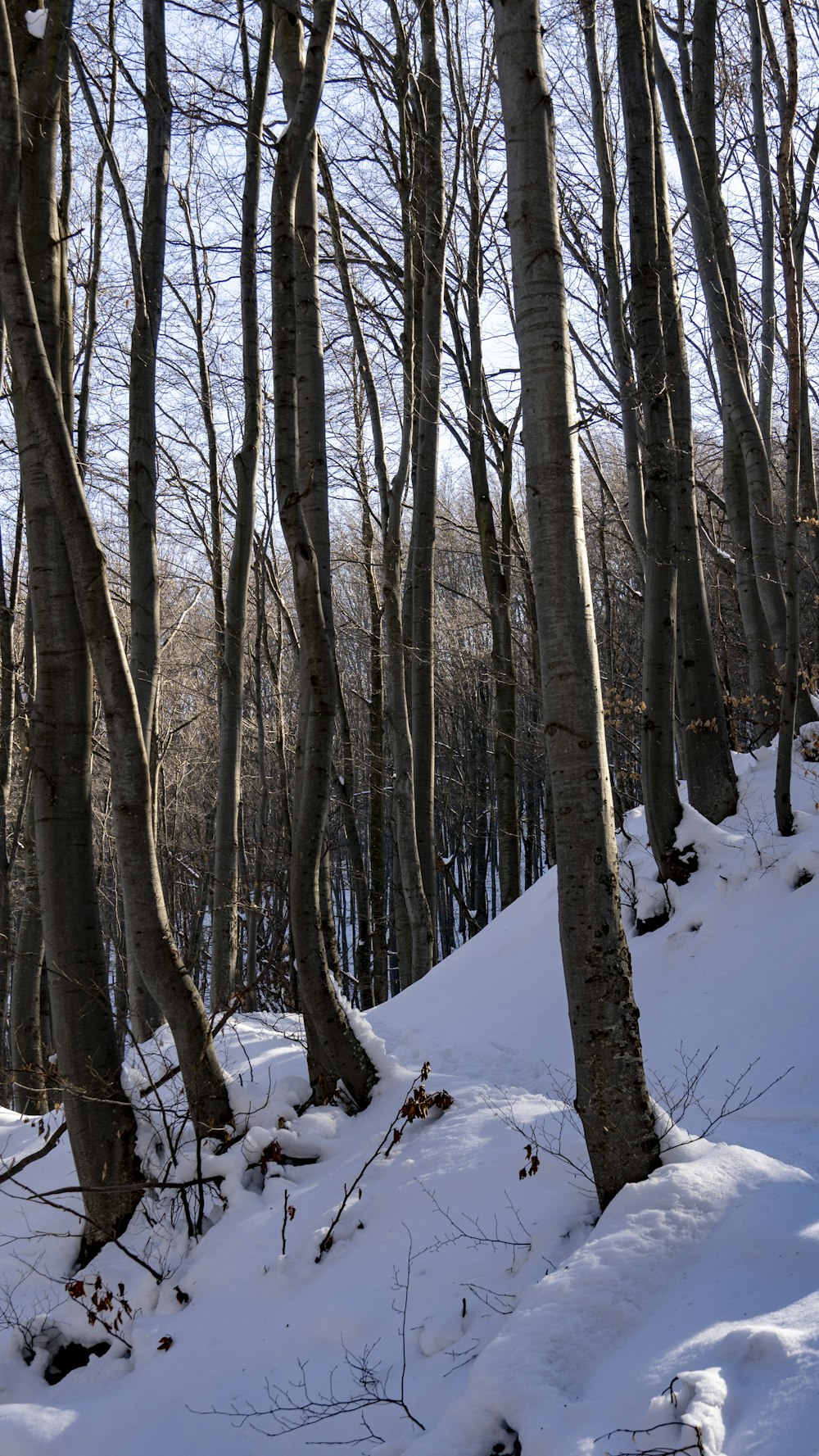 a snow covered forest filled with lots of trees