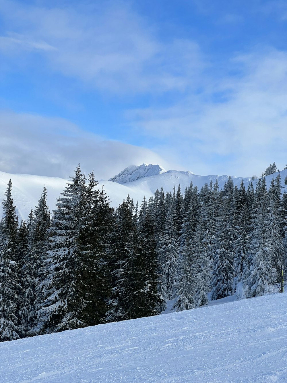 a snow covered mountain with trees in the foreground