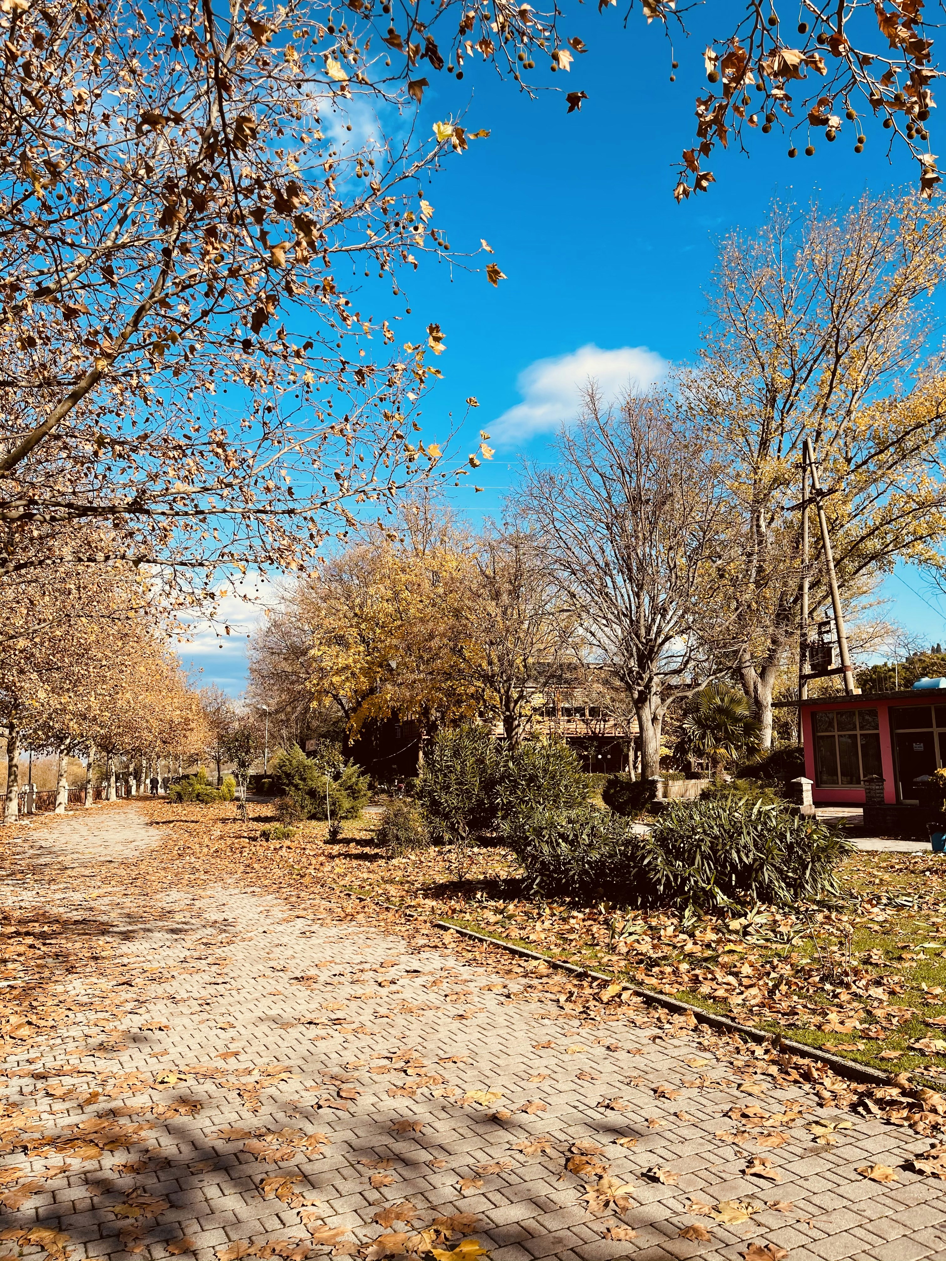 a dirt road surrounded by leaf covered trees