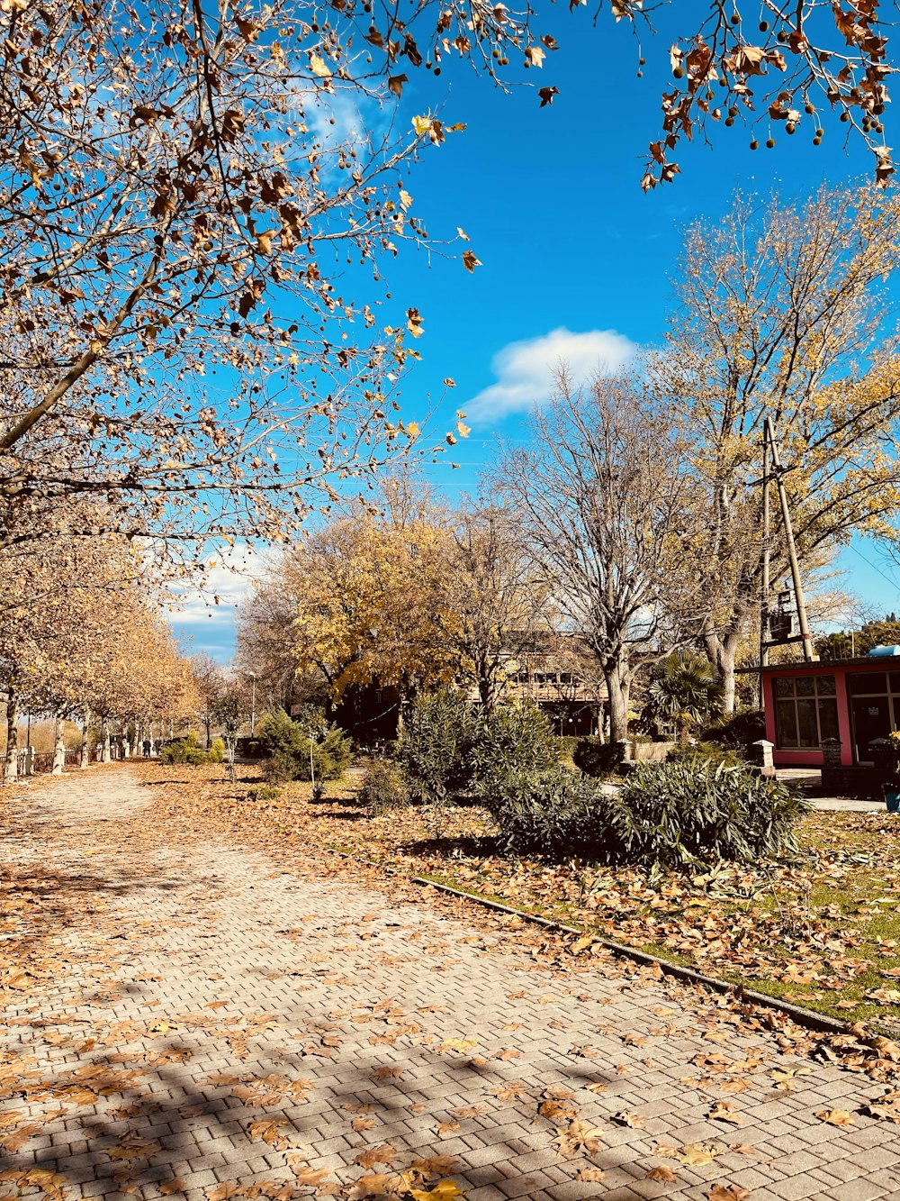 a dirt road surrounded by leaf covered trees