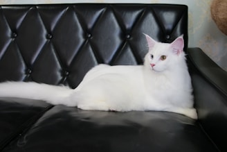a white cat sitting on top of a black couch