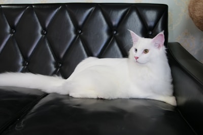 a white cat sitting on top of a black couch