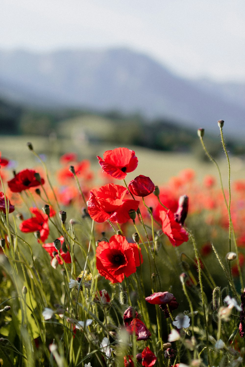 a field full of red flowers with mountains in the background