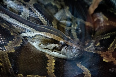 A large snake with intricate brown, black, and beige patterns on its scales. Its head is prominent in the foreground, showcasing its detailed scales and sharp, watchful eyes.