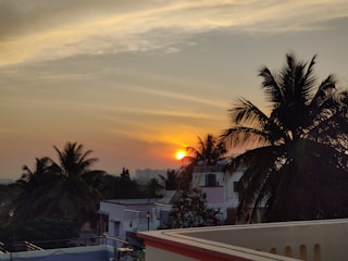 A vibrant sunset over a coconut grove.