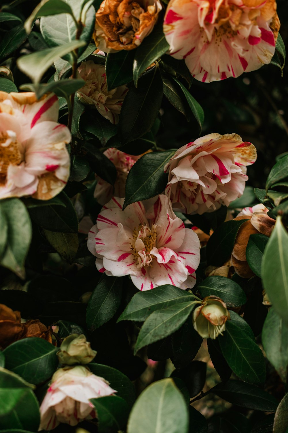 a bunch of flowers that are on a bush