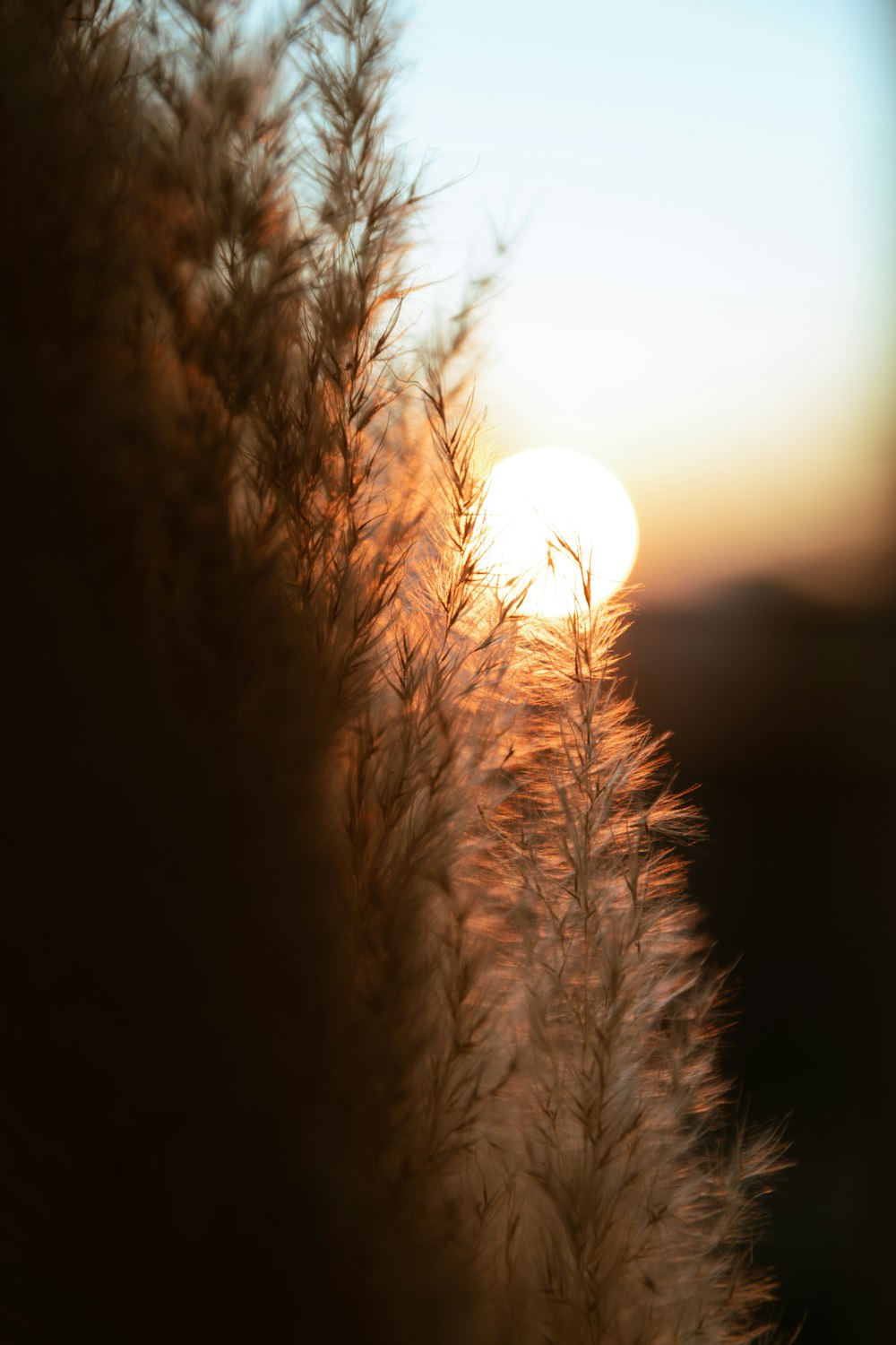 the sun is setting behind some tall grass