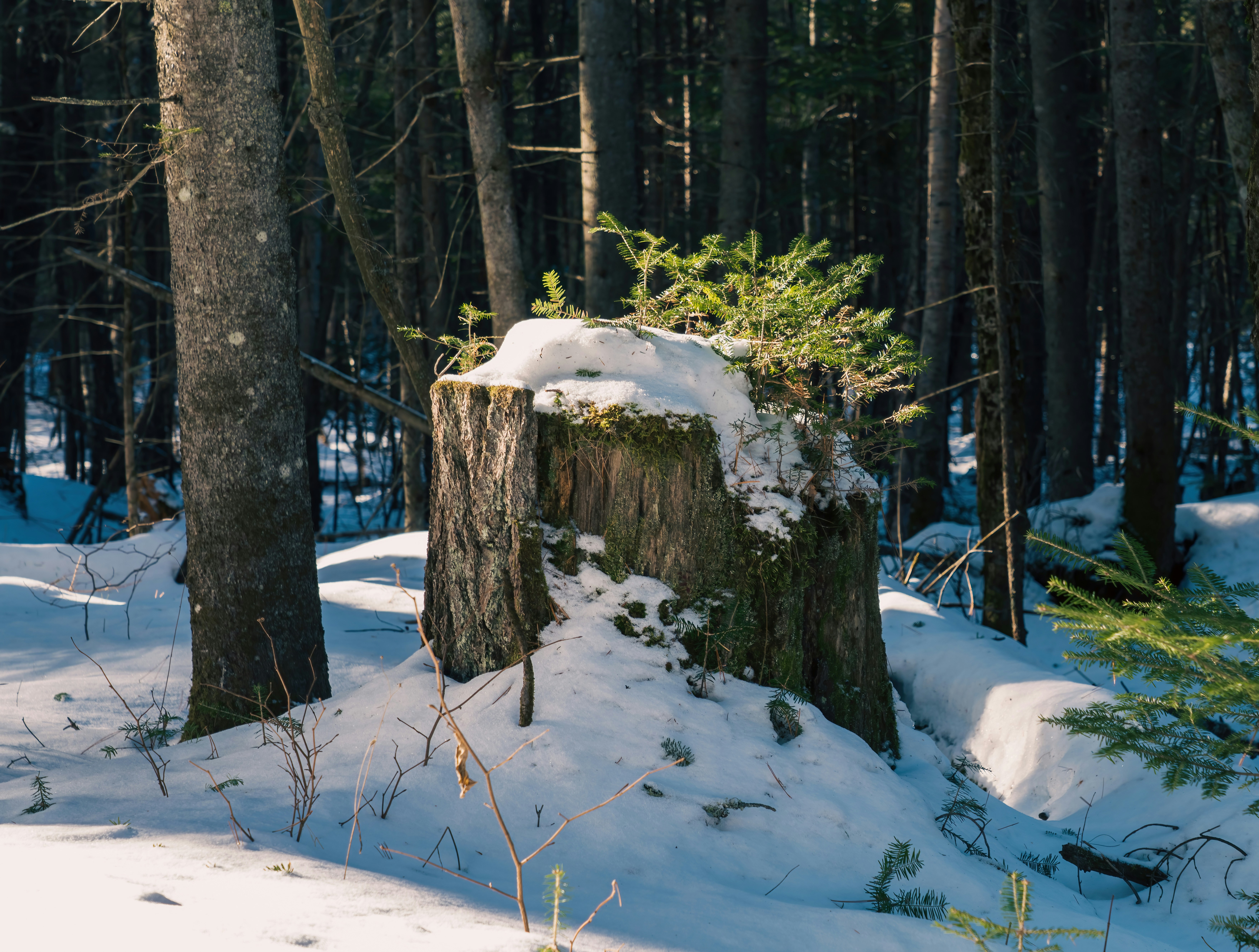 Un tocón de árbol en medio de un bosque nevado