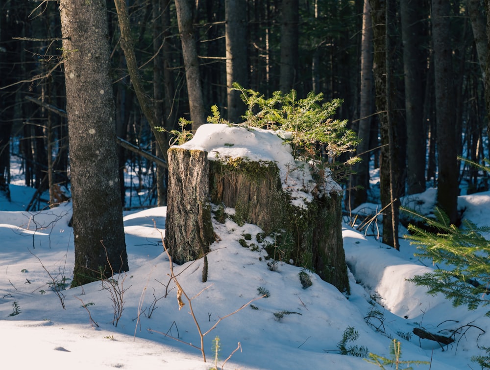 a tree stump in the middle of a snowy forest