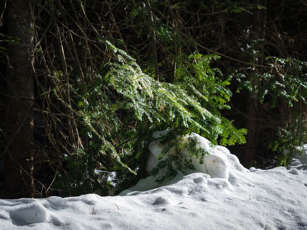 a pile of snow sitting in the middle of a forest