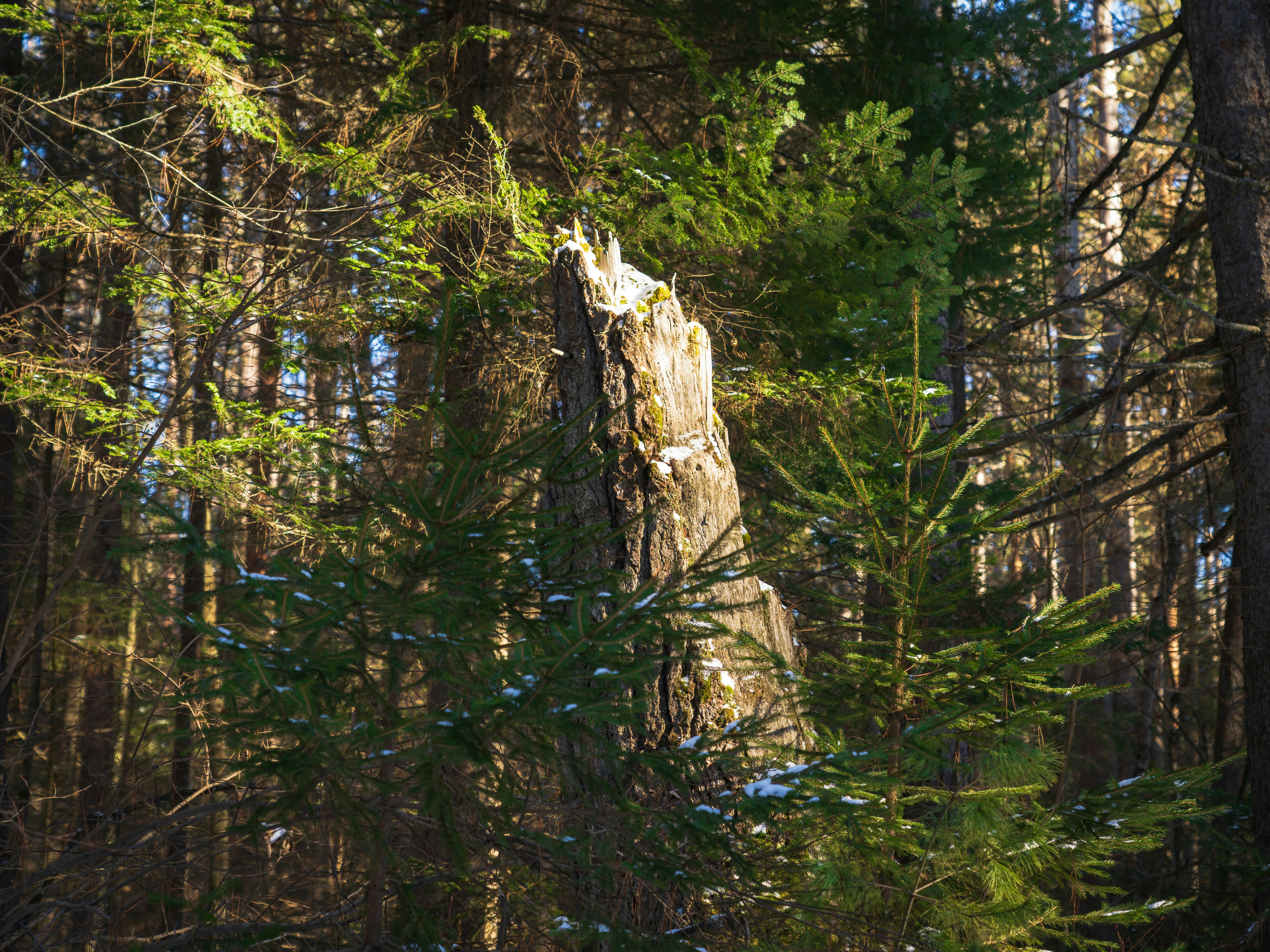 Un gran tocón de árbol en medio de un bosque