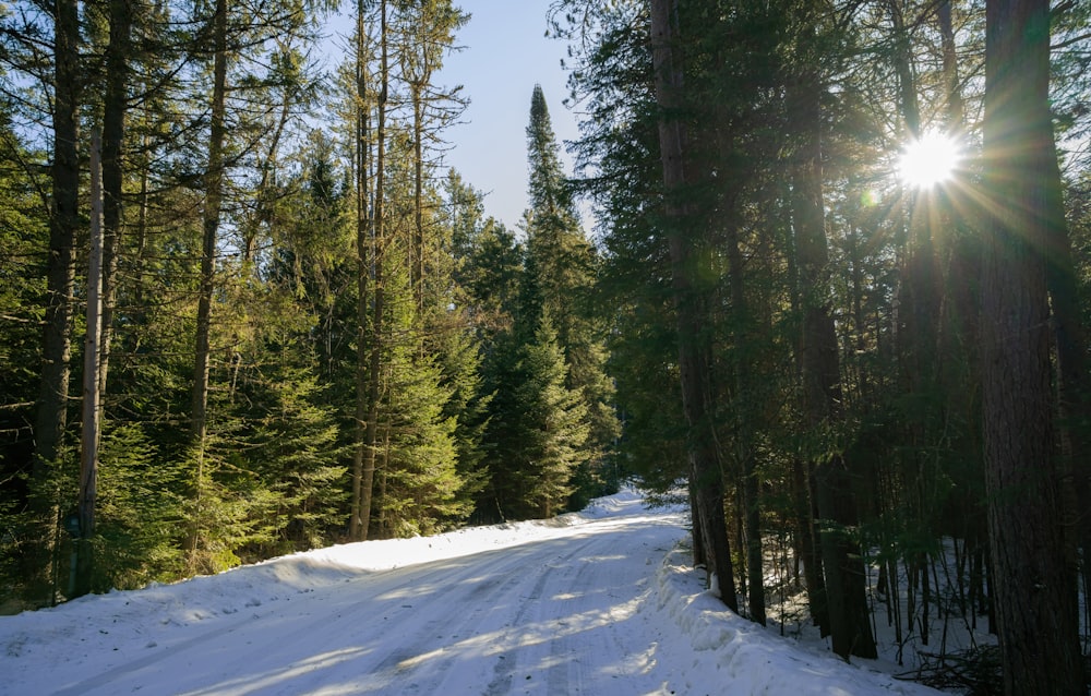 the sun is shining through the trees in the snow